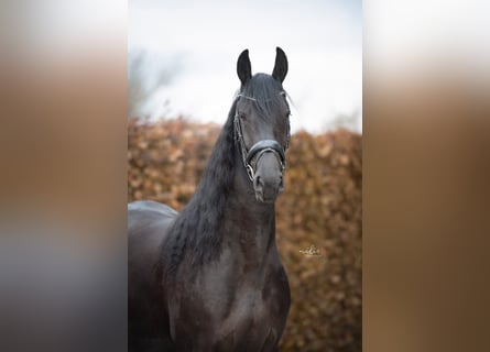 Friesian horses, Mare, 4 years, 16,1 hh, Black