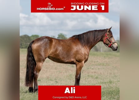Friesian horses Mix, Mare, 4 years, Buckskin