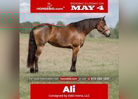 Friesian horses Mix, Mare, 4 years, Buckskin