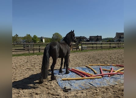 Friesian horses Mix, Mare, 5 years, 14.2 hh, Black