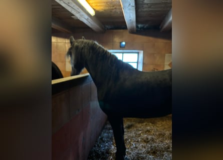 Friesian horses, Mare, 5 years, 15,2 hh, Black