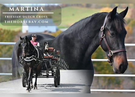 Friesian horses Mix, Mare, 5 years, 15.3 hh, Bay-Dark