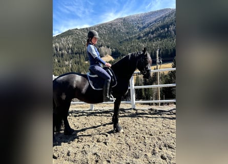 Friesian horses, Mare, 5 years, 15,3 hh, Black