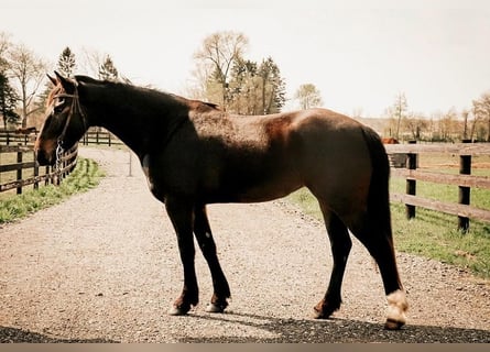 Friesen, Stute, 5 Jahre, 15 hh, Rotbrauner