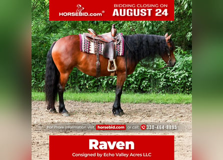 Friesian horses Mix, Mare, 5 years, 15 hh, Bay