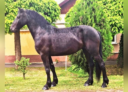Friesian horses Mix, Mare, 5 years, 15,1 hh, Black