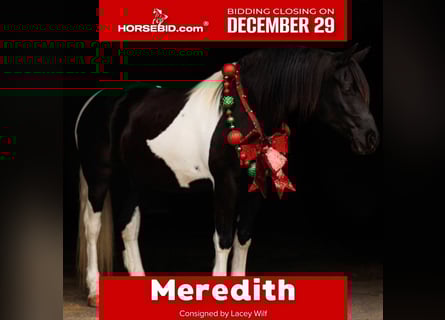 Friesian horses, Mare, 5 years, 15,1 hh, Pinto