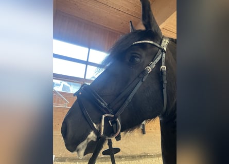 Friesian horses, Mare, 5 years, 15,2 hh, Black