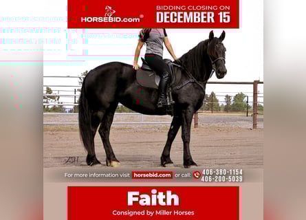 Friesian horses, Mare, 5 years, 15,3 hh, Black