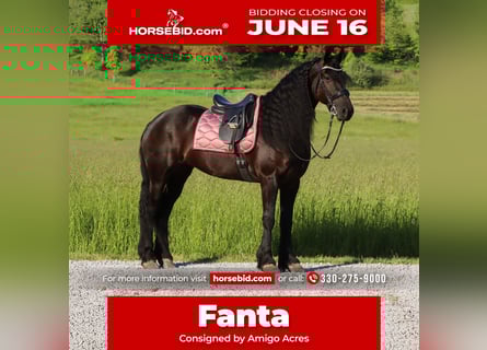 Friesian horses, Mare, 5 years, 15,3 hh, Black