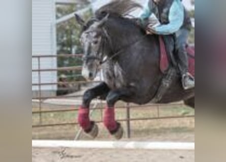 Friesian horses, Mare, 5 years, 16 hh, Grey