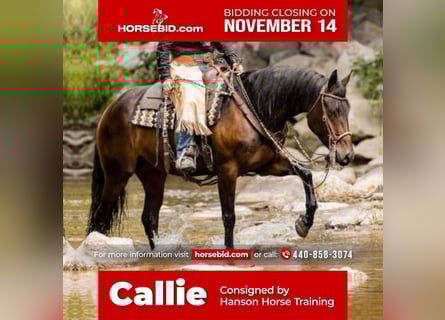 Friesian horses, Mare, 6 years, 15.3 hh, Bay