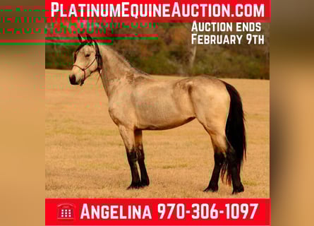 Friesian horses, Mare, 6 years, 15 hh, Buckskin