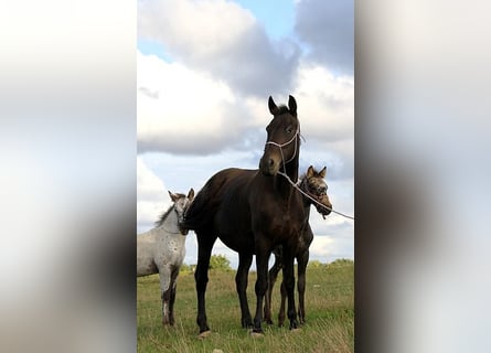 Friesian horses, Mare, 6 years, 15,1 hh