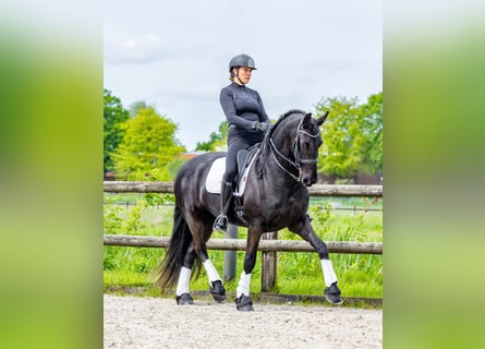 Friesian horses, Mare, 6 years, 16,2 hh, Black