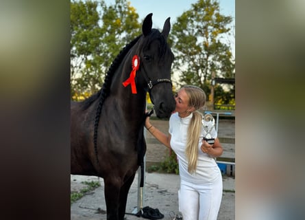 Friesian horses, Mare, 6 years, 16,1 hh, Black