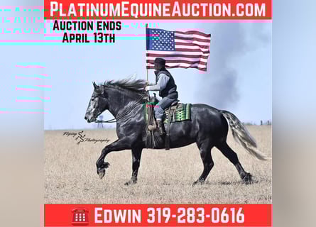 Friesian horses, Mare, 6 years, Grey