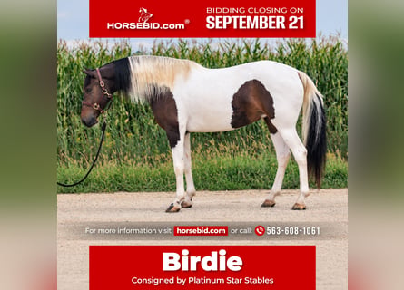 Friesian horses Mix, Mare, 6 years, Pinto