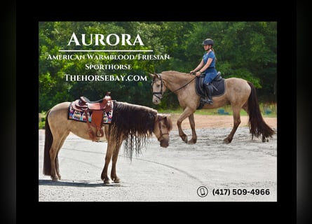 Friesian horses Mix, Mare, 7 years, 15.2 hh, Champagne