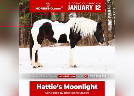 Friesian horses Mix, Mare, 7 years, 15,1 hh, Pinto