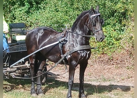 Friesian horses, Mare, 7 years, 15,2 hh, Black
