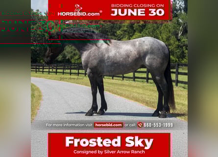 Friesian horses, Mare, 7 years, 15,2 hh, Roan-Blue