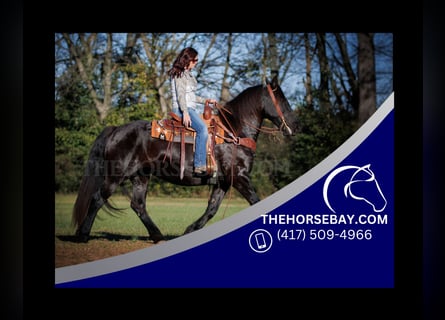 Friesian horses, Mare, 7 years, 16.1 hh, Black