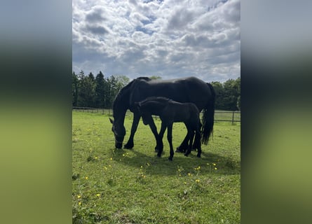Friesian horses, Mare, 7 years, 16 hh, Black