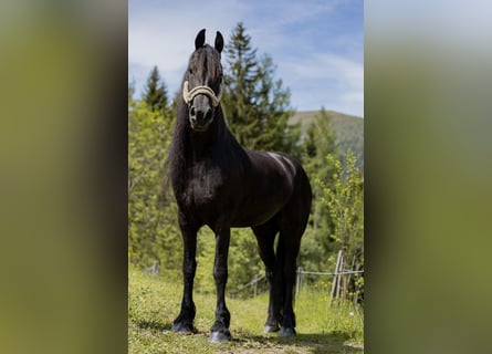 Friesian horses, Mare, 7 years, 16,1 hh, Black