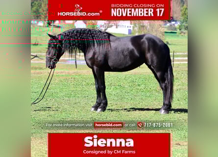 Friesian horses Mix, Mare, 7 years, 16,1 hh, Black