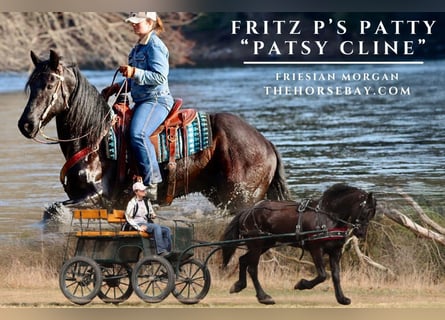 Friesian horses Mix, Mare, 7 years, 16,1 hh, Black