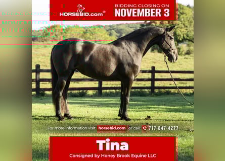 Friesian horses, Mare, 7 years, 17 hh, Black