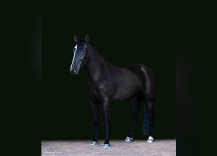 Friesian horses, Mare, 7 years, Black