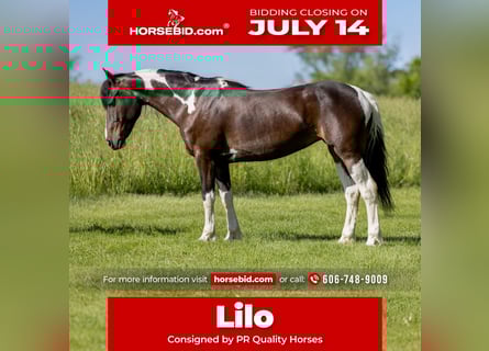 Friesian horses Mix, Mare, 8 years, 14 hh