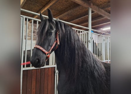 Friesian horses, Mare, 8 years, 15.2 hh, Black