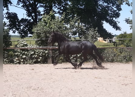 Friesian horses, Mare, 8 years, 15.2 hh, Black