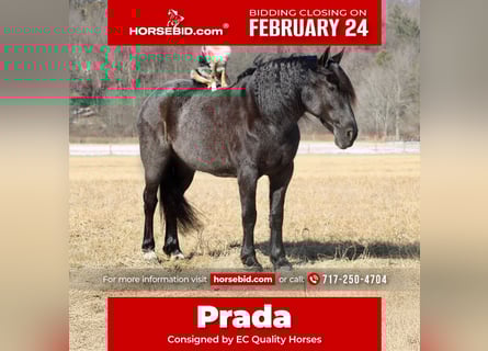 Friesian horses Mix, Mare, 8 years, 15.3 hh, Roan-Blue