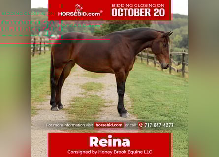 Friesian horses Mix, Mare, 8 years, 16 hh, Bay