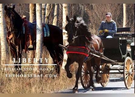 Friesian horses Mix, Mare, 8 years, Black