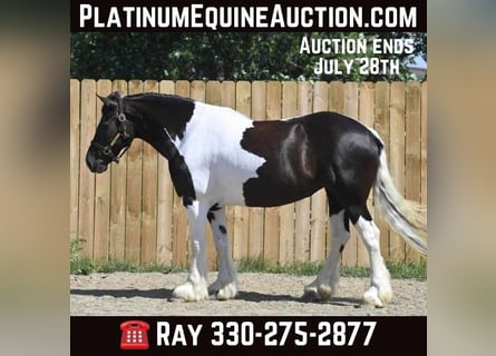 Friesian horses, Mare, 9 years, 15 hh, Tobiano-all-colors