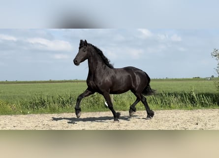 Friesian horses, Mare, 9 years, 16 hh, Black