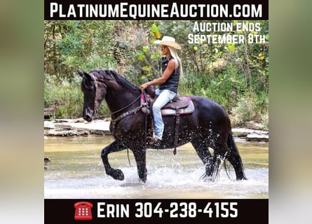 Friesian horses, Mare, 9 years, 16 hh, Black