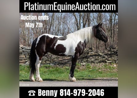 Friesian horses, Mare, 9 years, Tobiano-all-colors