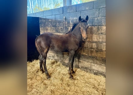 Friesian horses Mix, Mare, Foal (02/2026), 15.1 hh