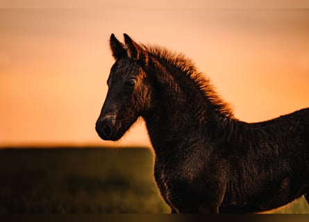 Friesian horses Mix, Mare, Foal (03/2025), 16 hh, Black