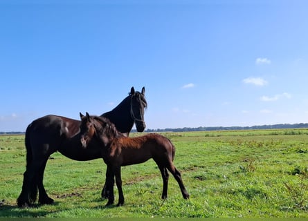 Friesian horses, Mare, Foal (05/2025), 16 hh, Black