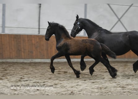 Friesian horses, Mare, , 16,1 hh, Black