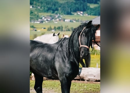 Friesian horses, Stallion, 10 years, 16,2 hh, Black