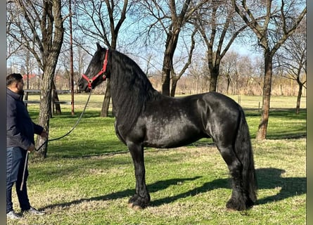 Friesian horses, Stallion, 11 years, 16 hh, Black