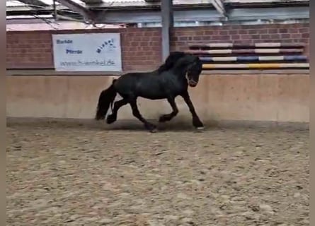 Friesen, Hengst, 12 Jahre, 15,2 hh